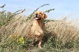 GOLDEN RETRIEVER 181